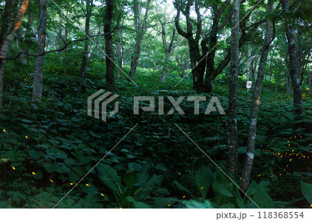 折爪岳のヒメボタル(岩手県) 折爪岳のヒメボタル(岩手県) 118368554