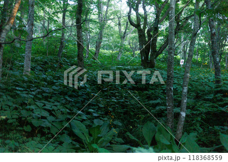 折爪岳の山頂の林(岩手県) 折爪岳の山頂の林(岩手県) 118368559