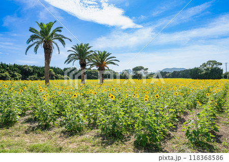 田原市にある伊良湖菜の花ガーデンにある広大なひまわり畑と青い空の風景(愛知県) 田原市にある伊良湖菜の花ガーデンにある広大なひまわり畑と青い空の風景(愛知県) 118368586
