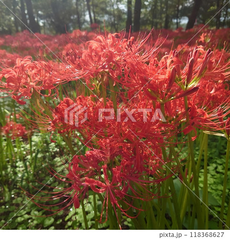 曼珠沙華 118368627