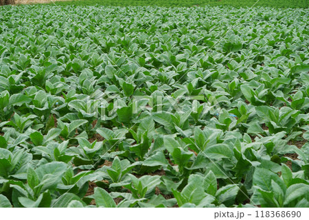 Planting a row of tobacco plants in a farmer's field. 118368690