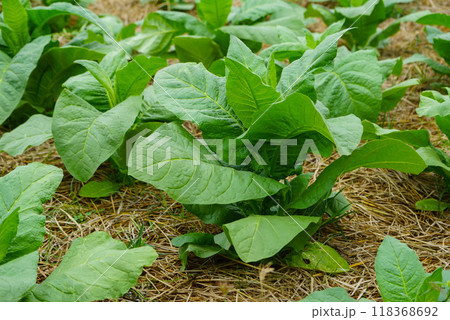 Planting a row of tobacco plants in a farmer's field. Planting a row of tobacco plants in a farmer's field. 118368692