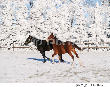 One year old foals on pature during snowy winter. Foals of sporthorses. One year old foals on pature during snowy winter. Foals of sporthorses. 118368758