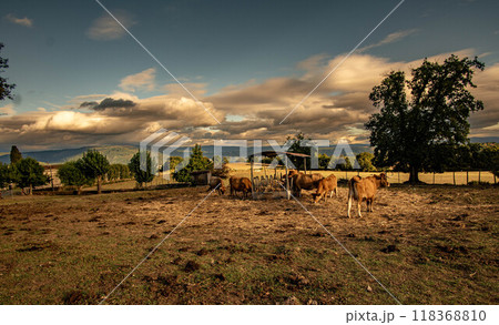 Outdoor cattle farming Outdoor cattle farming 118368810