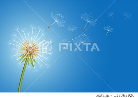 flying dandelion flower seeds make a wish concept background 118368926