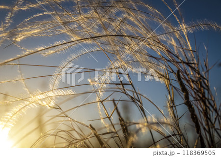 Fluffy grass as an abstraction 118369505