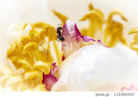 Flower as an abstraction Flower as an abstraction 118369507
