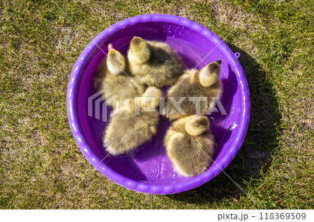 Young goslings bathe 118369509