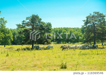 Cows on fields on Island Saaremaa, Estonia 118369546