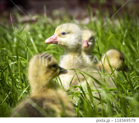 3 day goslings 3 day goslings 118369579