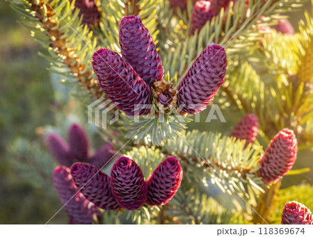 Fir tree with red cones Fir tree with red cones 118369674