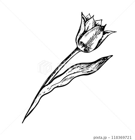 The tulip flower. A black and white vector graphic illustration made by hand. A design element. Isolated on a white background. For packages, labels and flyers, posters and banners. 118369721