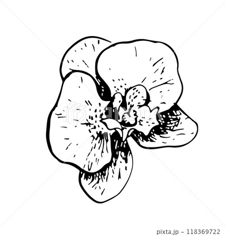 Orchid. A black and white vector graphic illustration made by hand. A blooming orchid flower. A design element. Highlighted on a white background. For packages, labels and flyers, posters and banners. 118369722