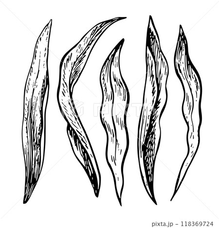 Leaves of flowers. A set of leaves of tulips, daffodils and other flowers. A black and white vector graphic illustration made by hand. Design elements. Highlighted on a white background. 118369724