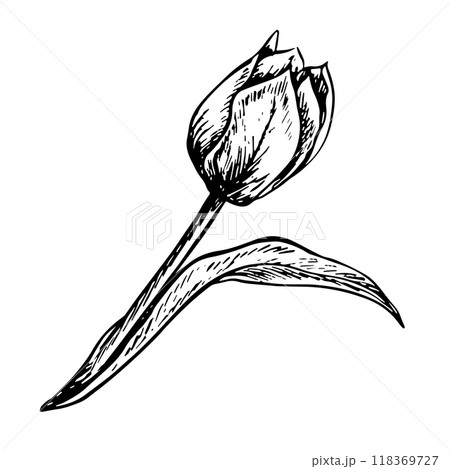 The tulip flower. A black and white vector graphic illustration made by hand. A design element. Isolated on a white background. For packages, labels and flyers, posters and banners. 118369727