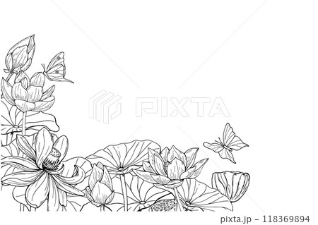 Blooming monochrome water lily and flying butterflies horizontal frame. Flowers bouquet vector hand drawn illustration by black inks. Floral composition with empty space for text for greetings. Blooming monochrome water lily and flying butterflies horizontal frame. Flowers bouquet vector hand drawn illustration by black inks. Floral composition with empty space for text for greetings. 118369894