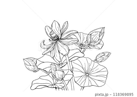 Lotus flowers with leaves bouquet vector hand drawn illustration by black inks. Delicate blooming Water Lily hand drawn realistic graphic sketch for poster, cards, wedding greetings. Lotus flowers with leaves bouquet vector hand drawn illustration by black inks. Delicate blooming Water Lily hand drawn realistic graphic sketch for poster, cards, wedding greetings. 118369895