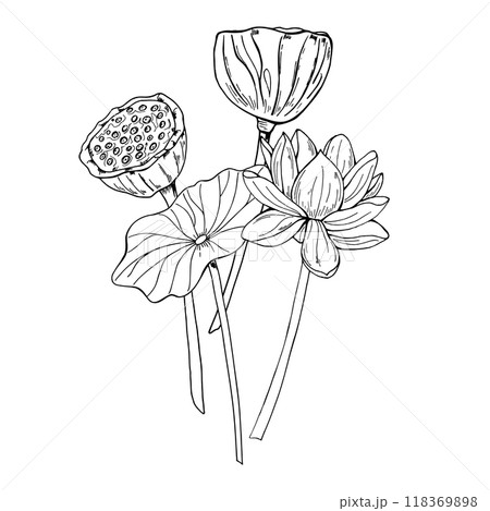 Lotus flowers with seed head painted by black inks. Tropical aquatic water Lily vector isolated illustration. Oriental exotic flower vector botanical illustration for cosmetic, ayurveda products. Lotus flowers with seed head painted by black inks. Tropical aquatic water Lily vector isolated illustration. Oriental exotic flower vector botanical illustration for cosmetic, ayurveda products. 118369898