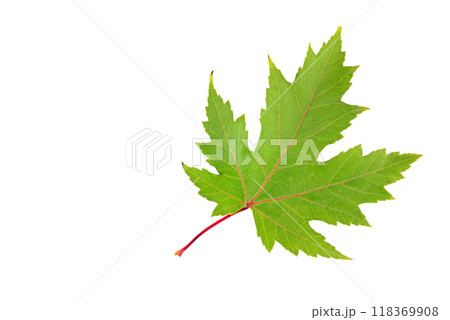 Green maple leaf isolated on white. Free space for text. Green maple leaf isolated on white. Free space for text. 118369908