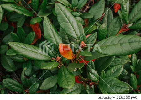 Botanical background. Green and orange large leaves of the plant. Heather evergreen shrub Rhododendron 118369940