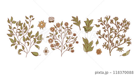 Branches plants with leaves and flowers 118370088