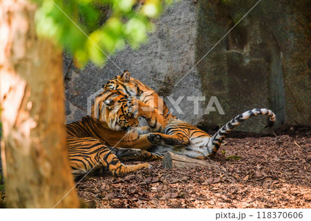 critically endangered Sumatran tiger 118370606