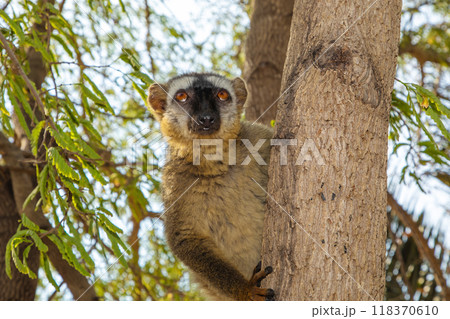 Red-bellied Lemur - Eulemur rubriventer, Cute primate. 118370610