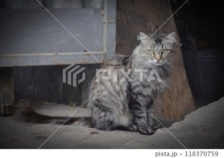 The photo shows a charming cat sitting comfortably  118370759
