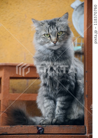 The photo shows a charming cat sitting comfo 118370760