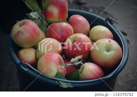 The photo shows fresh, bright apples picked from  118370782