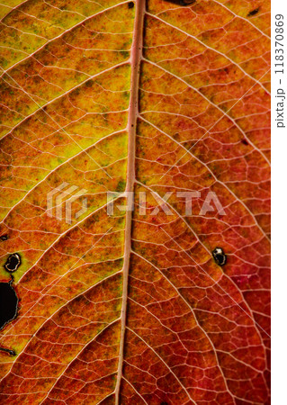 Macro photo of Autumn Foliage. Yellow Leaf Texture Close Up. Macro photo of Autumn Foliage. Yellow Leaf Texture Close Up. 118370869