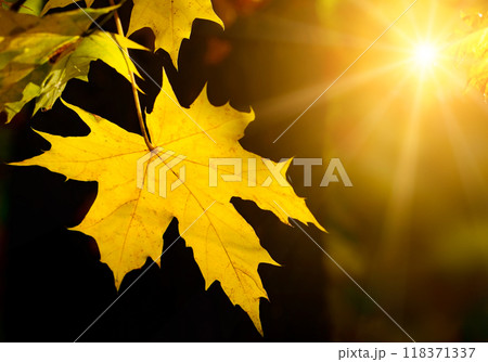 Autumn maple leaf in the sun Autumn maple leaf in the sun 118371337