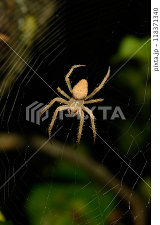 Large poisonous spider spins a web to hunt 118371340