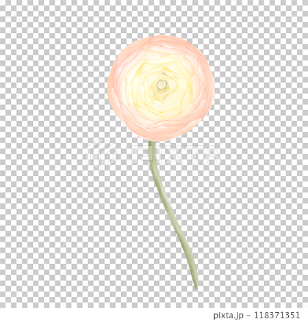 Ranunculus Flower. Watercolor Hand drawn floral illustration in peach colors isolated on white background. Botanical art for invitations, cards, wedding stationery. 118371351