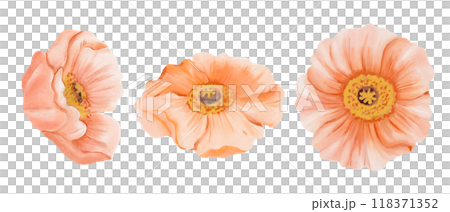 Iceland orange Poppy flowers, Side and Top views isolated on white background. Watercolor hand drawn illustration. Botanical design elements for cards, invitations, packaging prints. 118371352