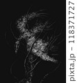 Dead bird tangled in branches, dark horror illustration, Black metal album cover, dark artwork, scary fantasy collection 118371727