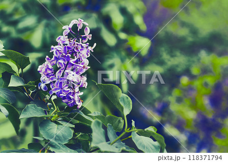 Nice branch of pink purple lilac in the garden park. Love and tenderness Nice branch of pink purple lilac in the garden park. Love and tenderness 118371794