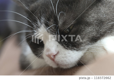 猫の顔 猫の顔 118372662