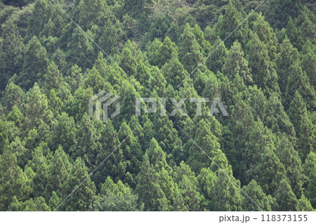 緑が美しい森の風景 緑が美しい森の風景 118373155