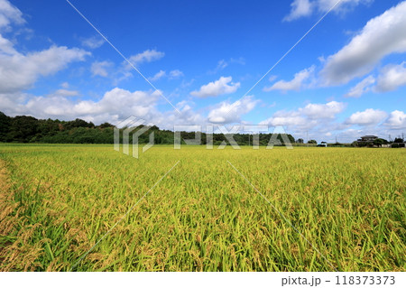 青空と黄金色に輝く稲穂 118373373