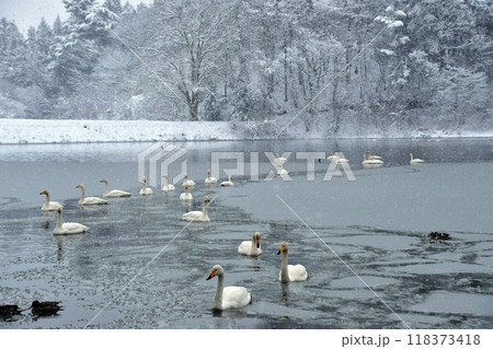 大池の白鳥 118373418