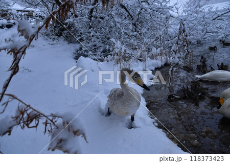 大池の白鳥 118373423