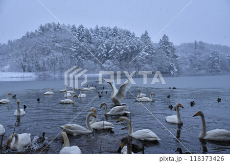 大池の白鳥 118373426