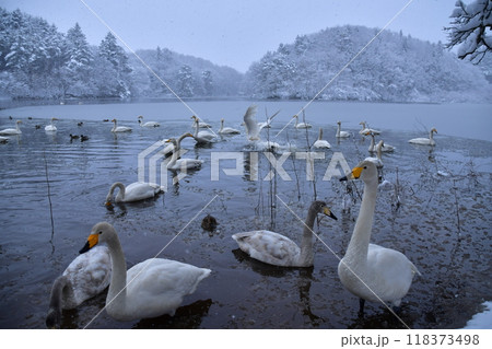 大池の白鳥 118373498
