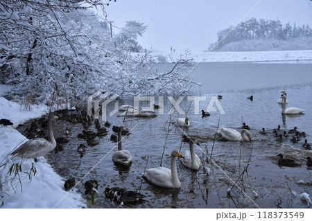 大池の白鳥 118373549