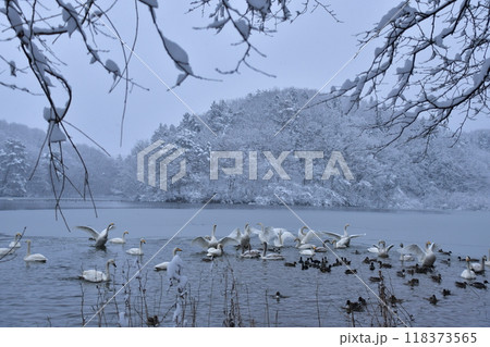 大池の白鳥 118373565