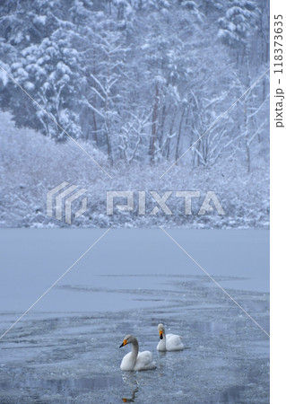 大池の白鳥 大池の白鳥 118373635