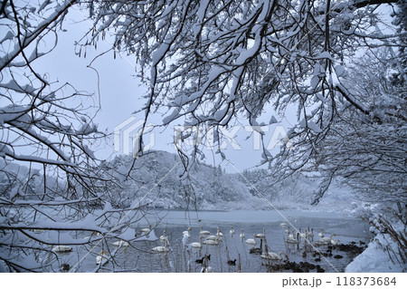 大池の白鳥 118373684