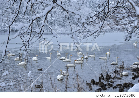 大池の白鳥 118373690