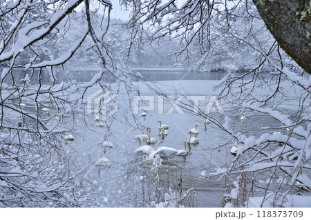 大池の白鳥 118373709